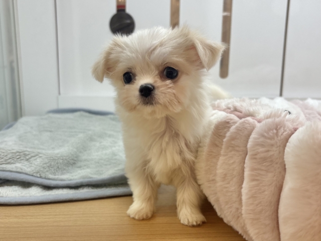 チワマル（マルチワ）