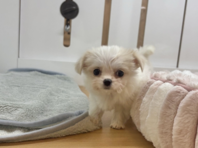 チワマル（マルチワ）