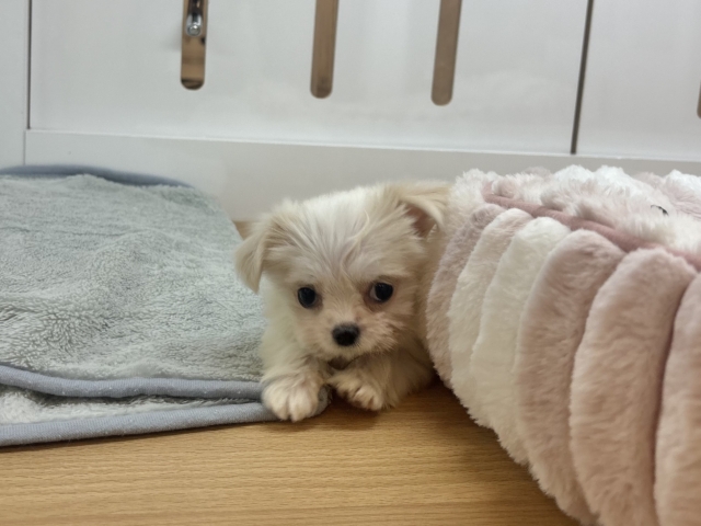 チワマル（マルチワ）