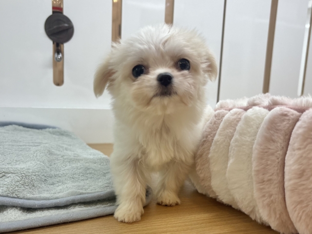 チワマル（マルチワ）