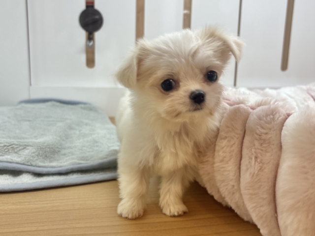 チワマル（マルチワ）