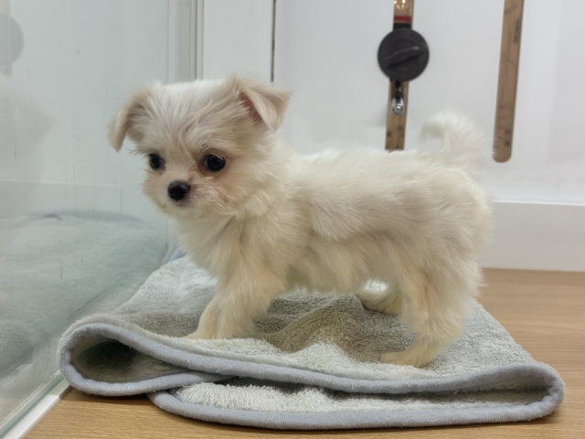 チワマル（マルチワ）