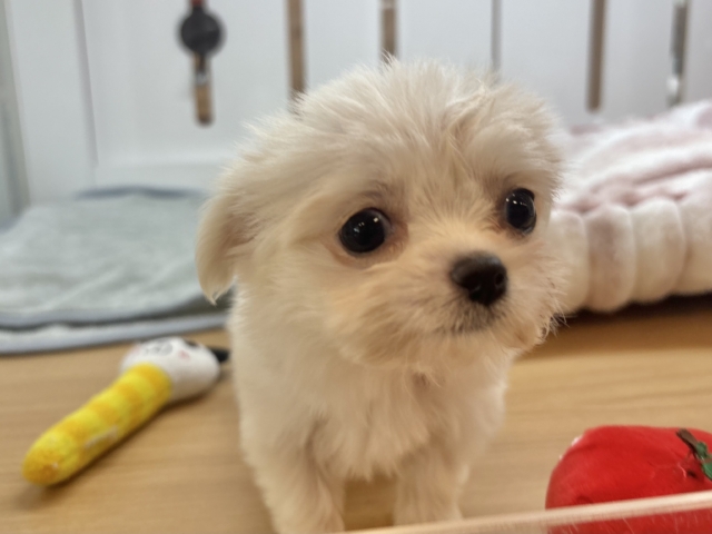 チワマル（マルチワ）