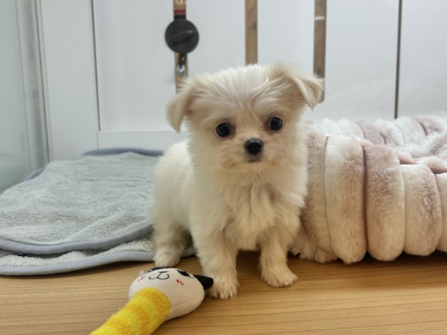 チワマル（マルチワ）