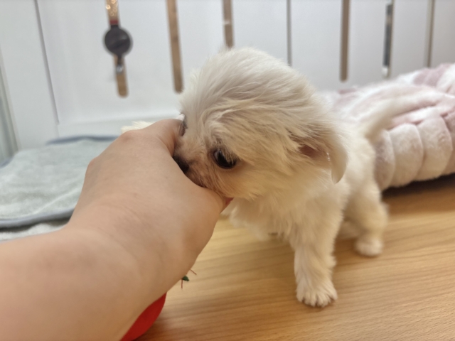 チワマル（マルチワ）