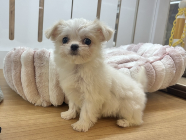 チワマル（マルチワ）