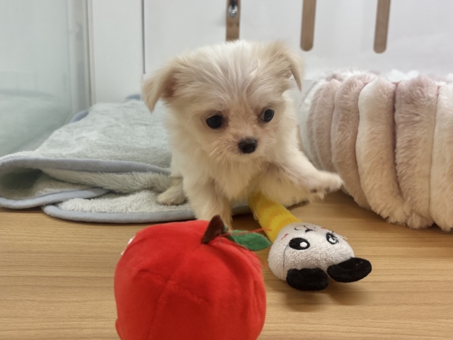 チワマル（マルチワ）