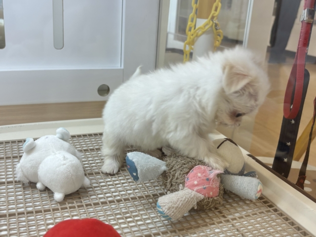 チワマル（マルチワ）