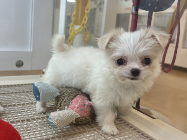 チワマル（マルチワ）