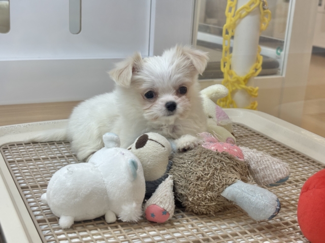 チワマル（マルチワ）