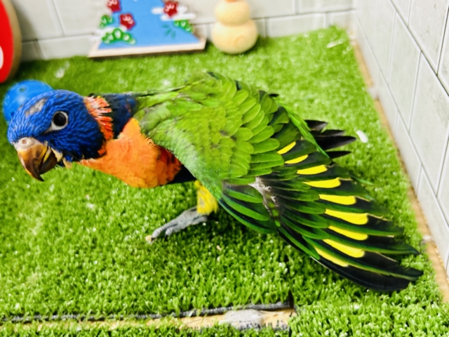 ゴシキセイガイインコ