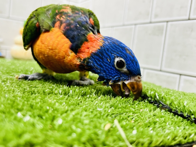 ゴシキセイガイインコ