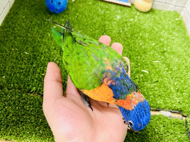 ゴシキセイガイインコ
