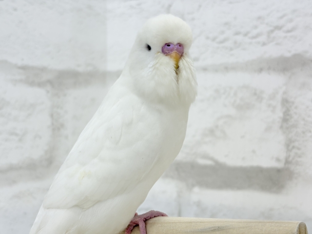 ジャンボセキセイインコ