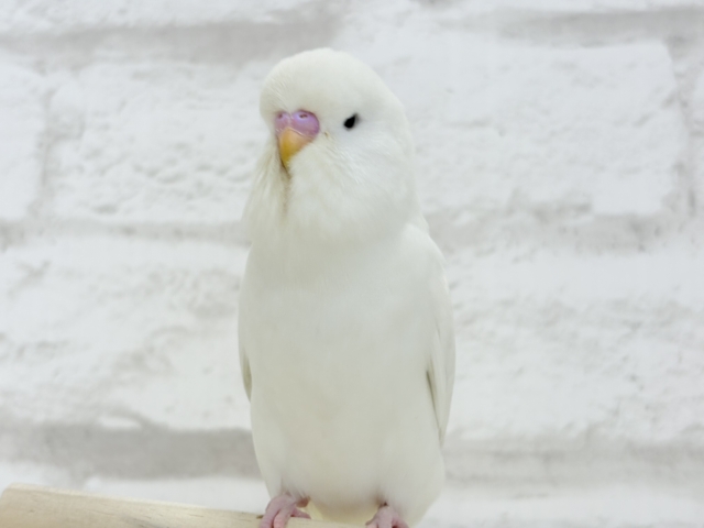 ジャンボセキセイインコ