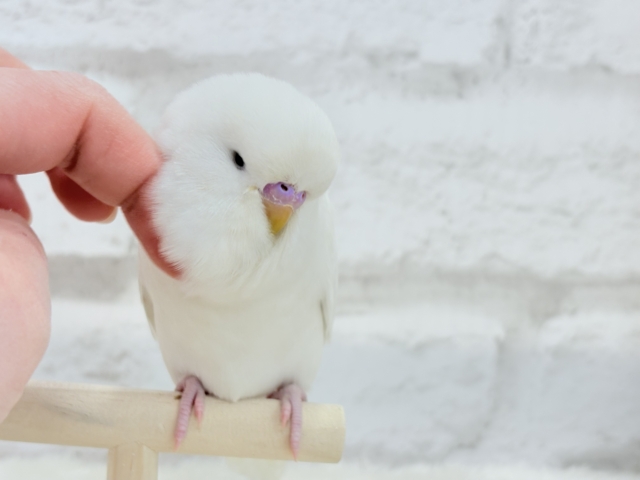 ジャンボセキセイインコ