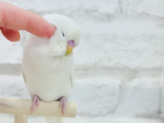 ジャンボセキセイインコ