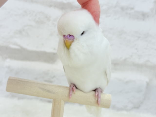 ジャンボセキセイインコ