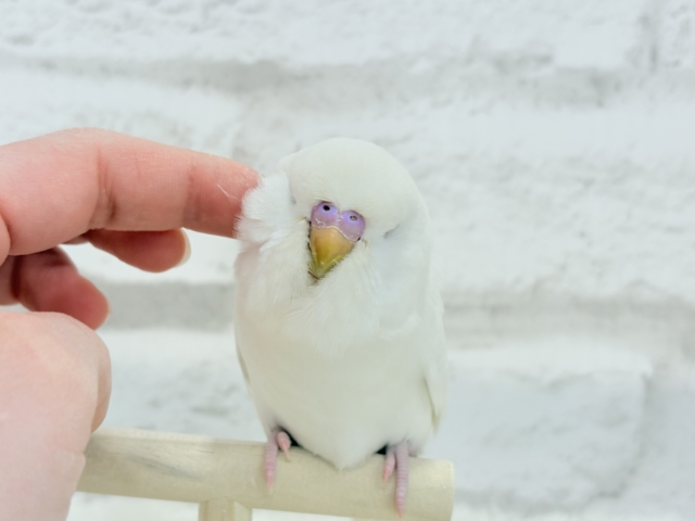 ジャンボセキセイインコ