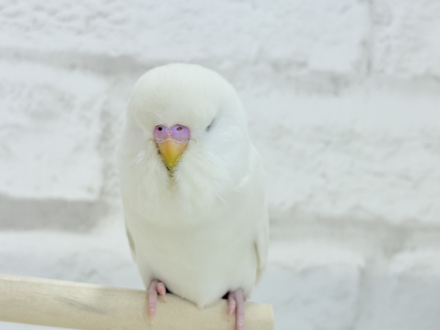 ジャンボセキセイインコ