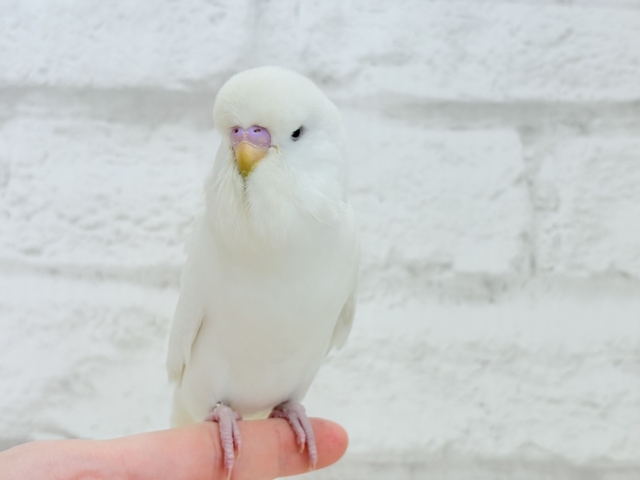 ジャンボセキセイインコ