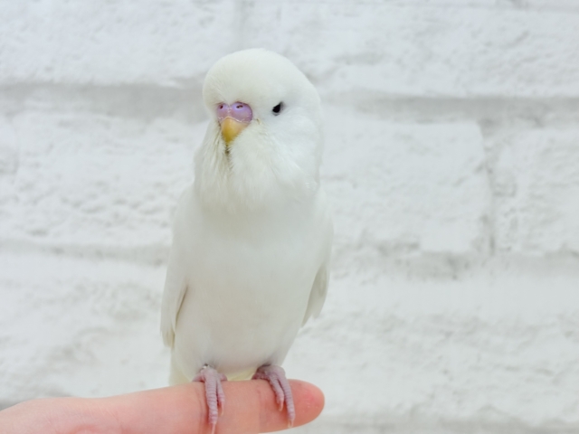 ジャンボセキセイインコ