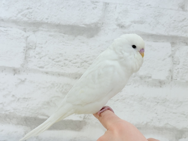 ジャンボセキセイインコ