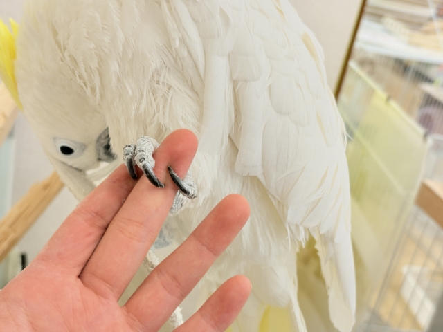 アルーキバタン