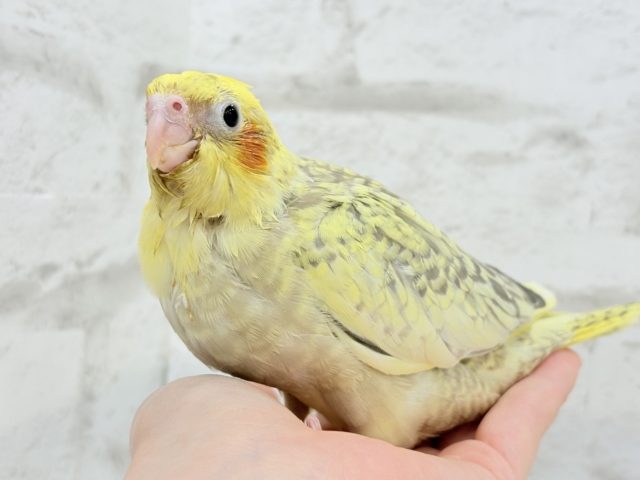 オカメインコ