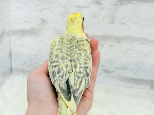 オカメインコ