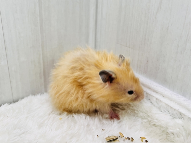 ゴールデンハムスター