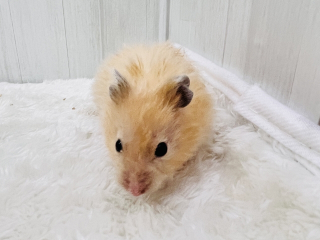 ゴールデンハムスター
