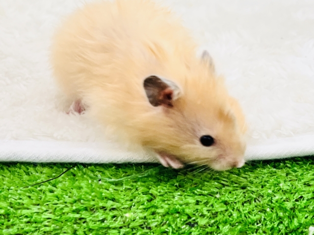 ゴールデンハムスター