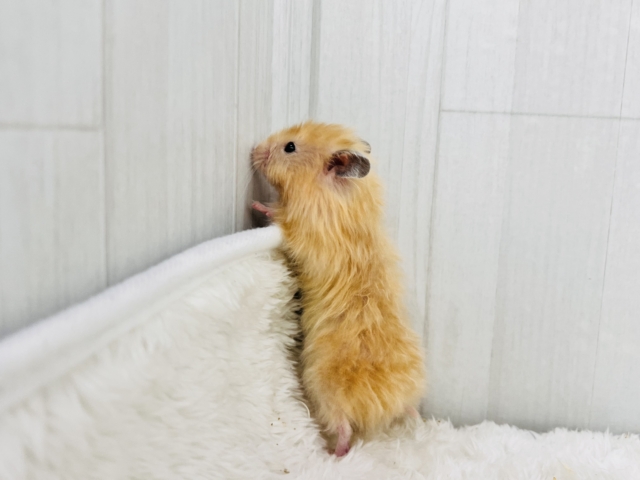 ゴールデンハムスター