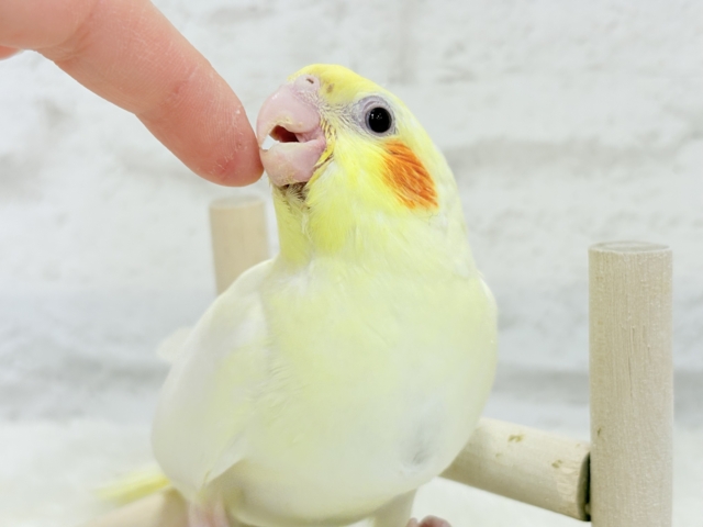 オカメインコ