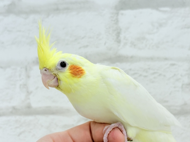 オカメインコ