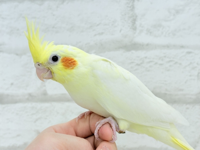オカメインコ