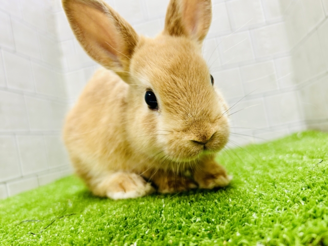 ネザーランドドワーフ