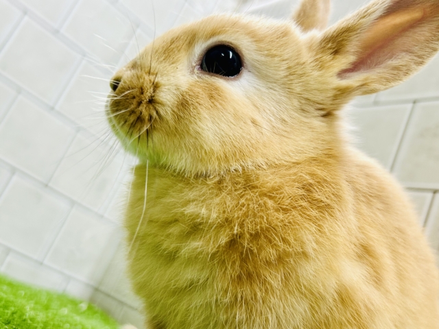 ネザーランドドワーフ