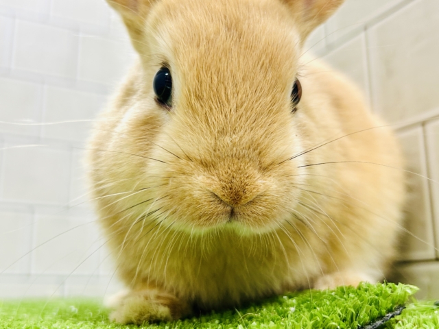 ネザーランドドワーフ