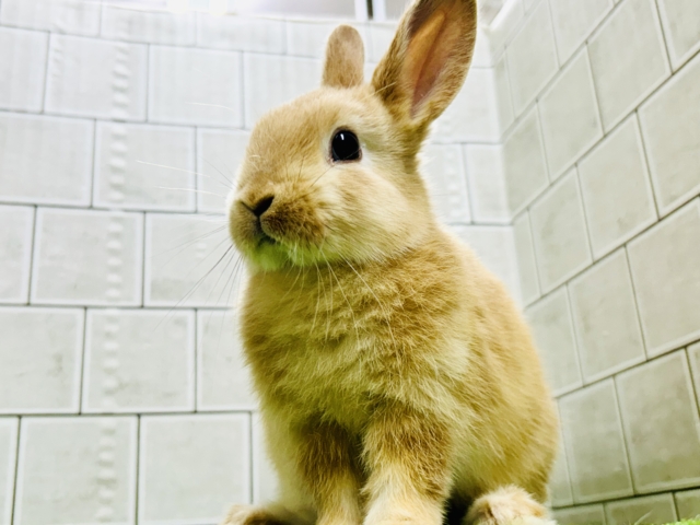 ネザーランドドワーフ