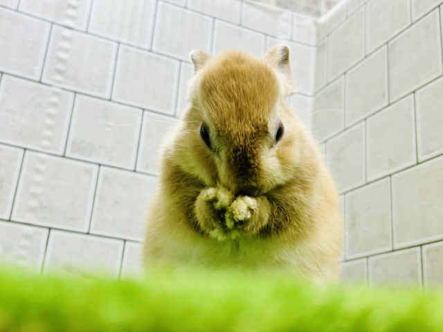 ネザーランドドワーフ