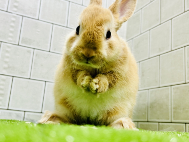 ネザーランドドワーフ