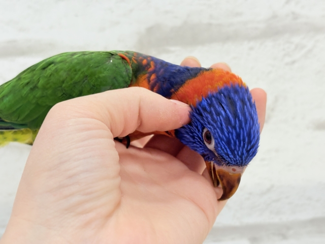 ゴシキセイガイインコ