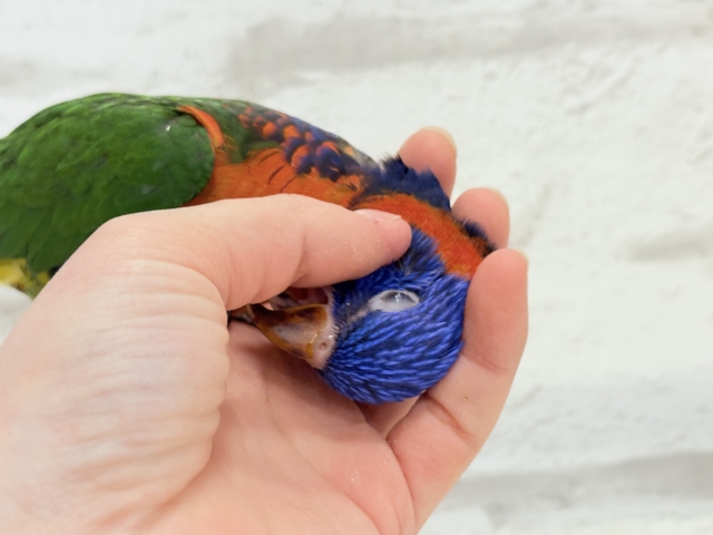 ゴシキセイガイインコ