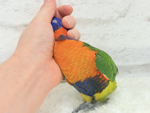 ゴシキセイガイインコ