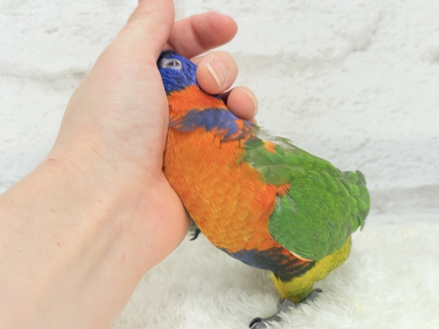 ゴシキセイガイインコ