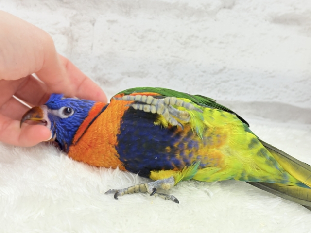 ゴシキセイガイインコ