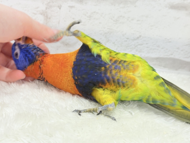 ゴシキセイガイインコ