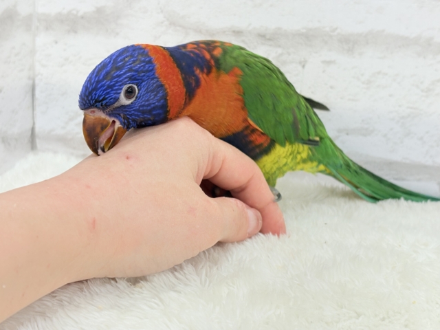 ゴシキセイガイインコ